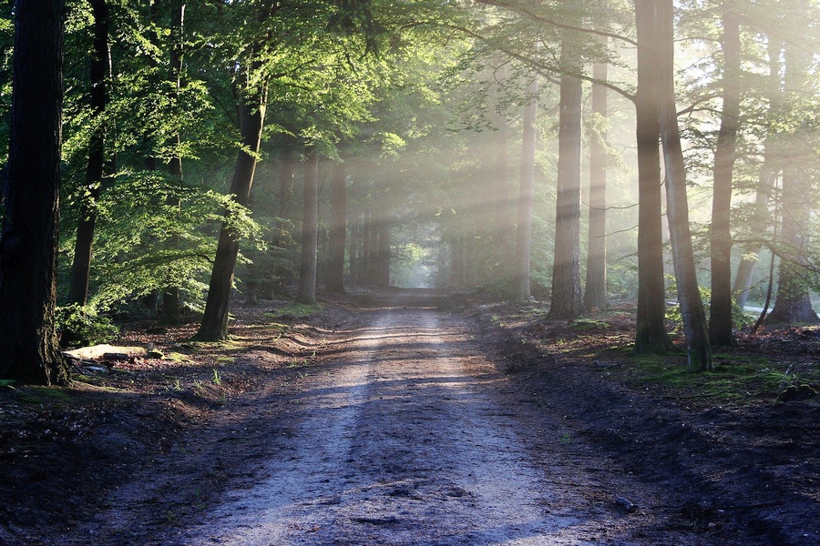 WALD-GESUNDHEITS-TRAINER IN BAYERN